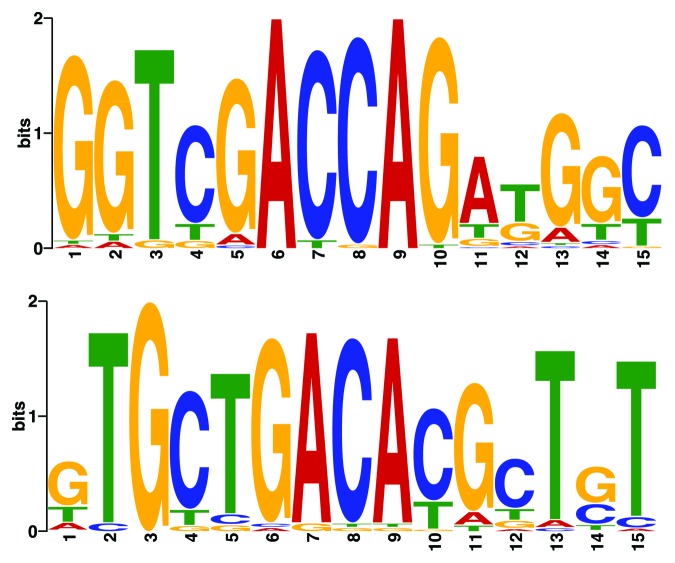 graphic file with name rna-11-3-g2.jpg