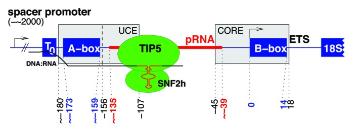 graphic file with name rna-11-3-g1.jpg