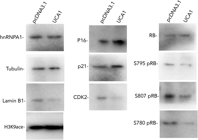 Figure 5—figure supplement 1.