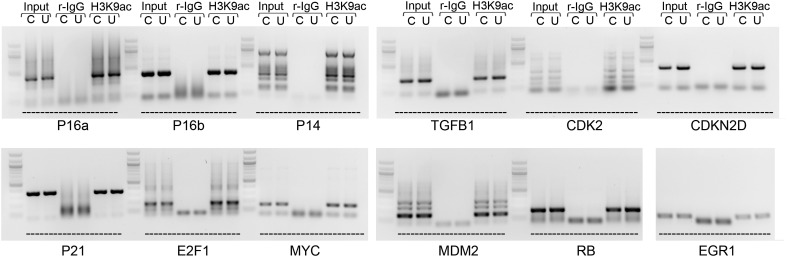 Figure 5—figure supplement 2.