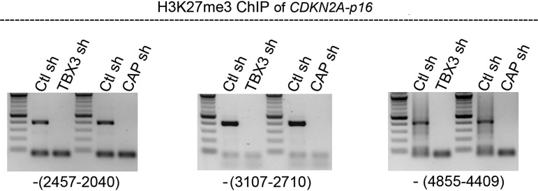 Figure 3—figure supplement 3.