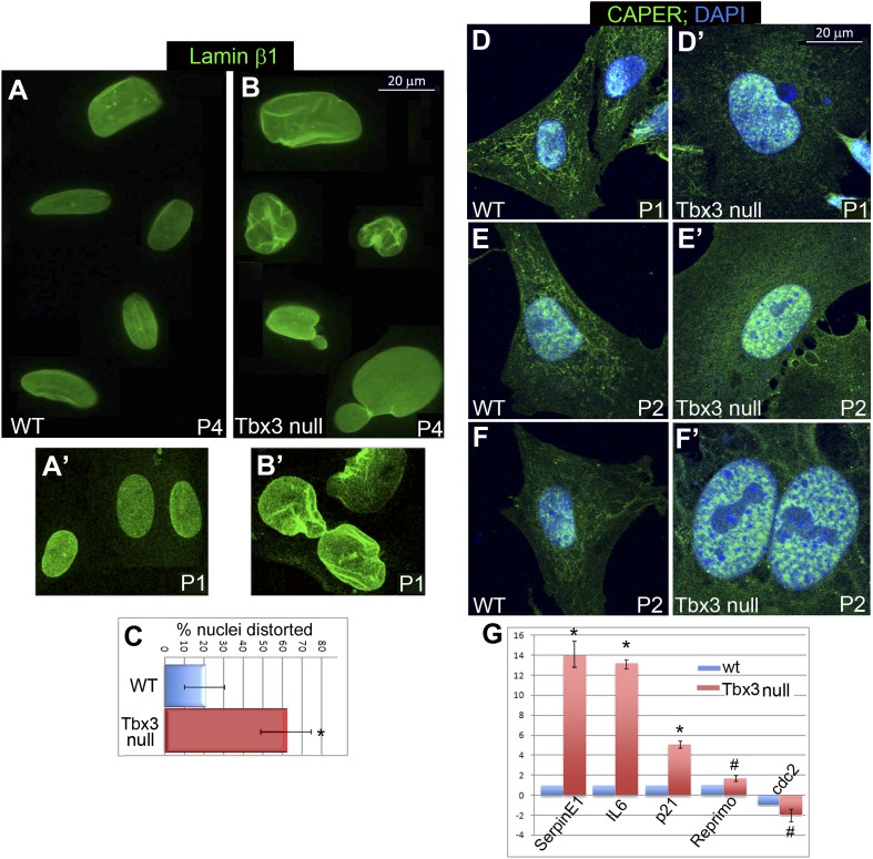 Figure 2—figure supplement 3.