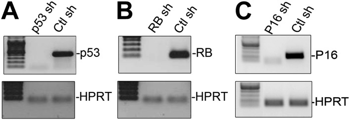 Figure 3—figure supplement 1.