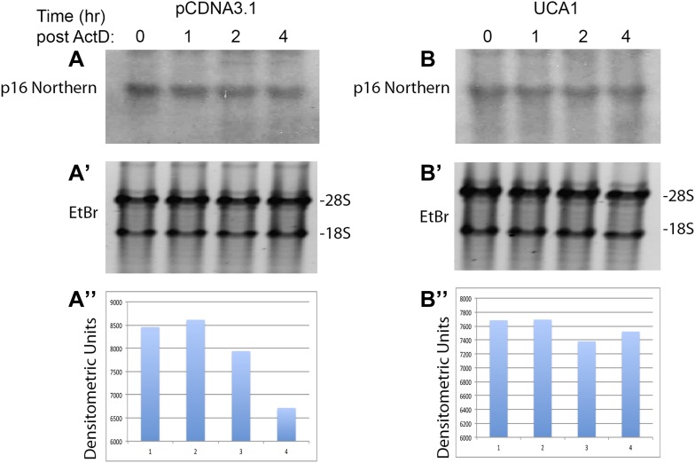 Figure 6—figure supplement 2.