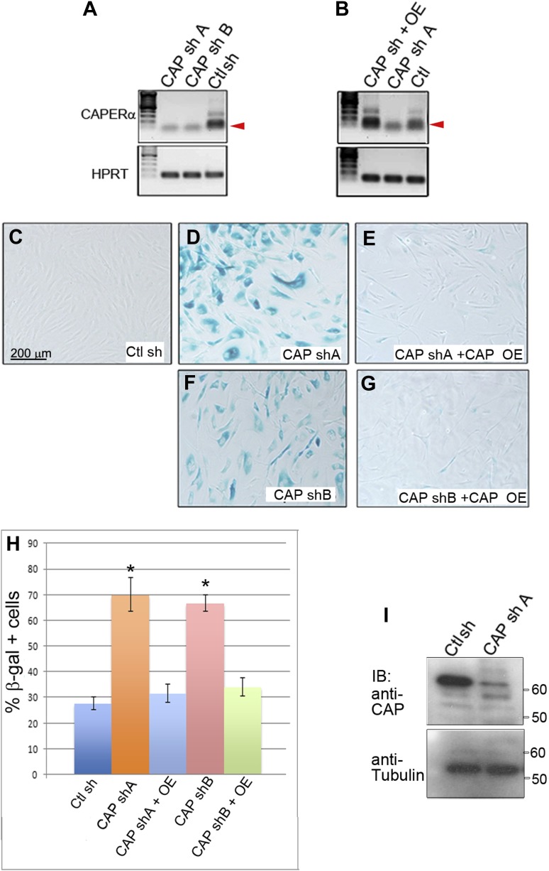 Figure 2—figure supplement 1.