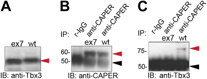 Figure 1—figure supplement 1.