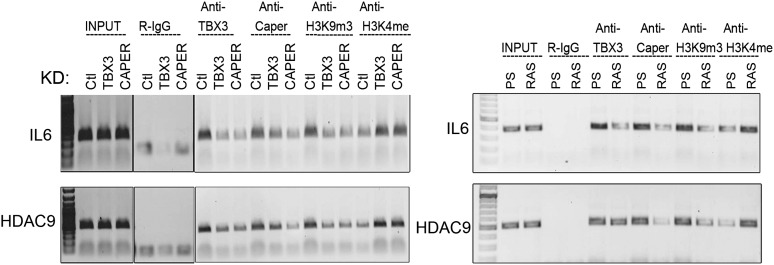 Figure 7—figure supplement 4.