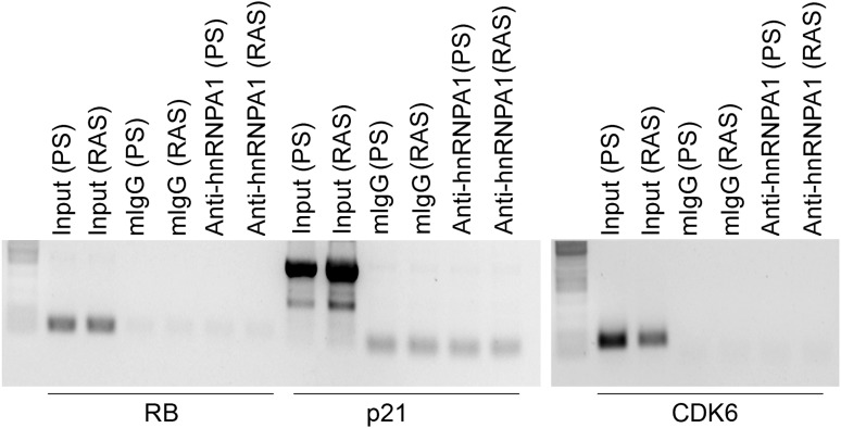 Figure 6—figure supplement 6.