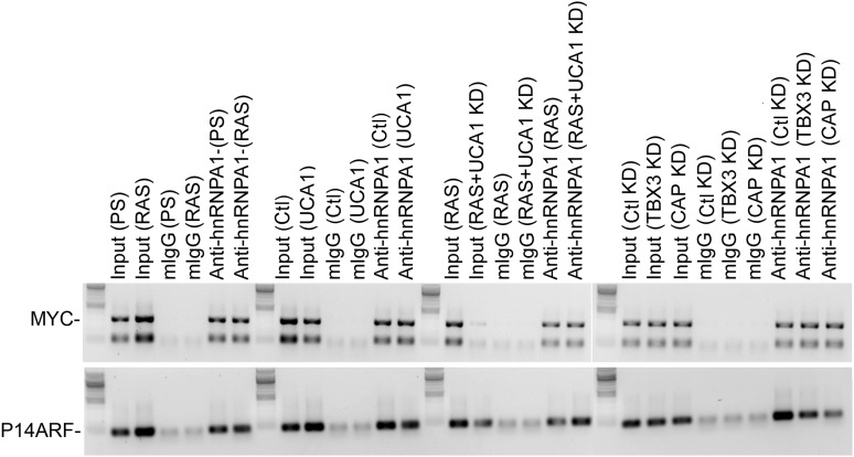 Figure 6—figure supplement 4.