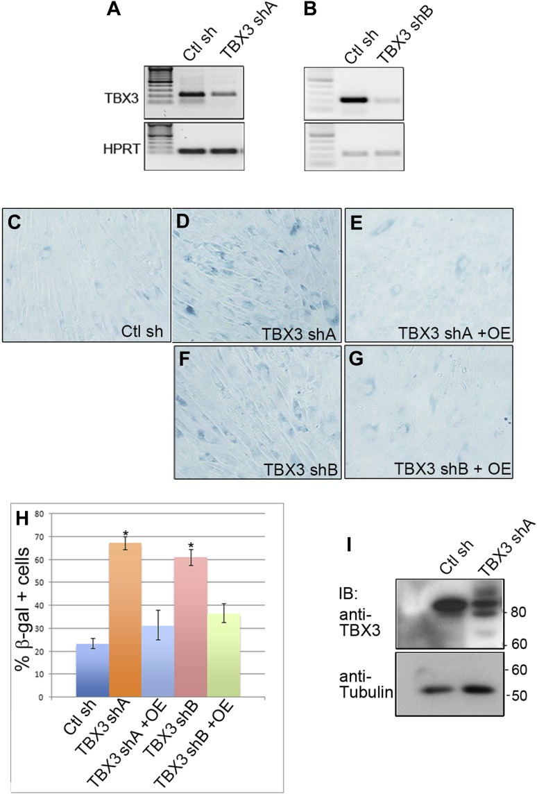 Figure 2—figure supplement 2.