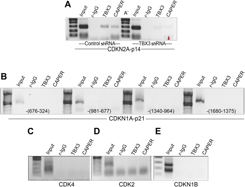 Figure 3—figure supplement 4.