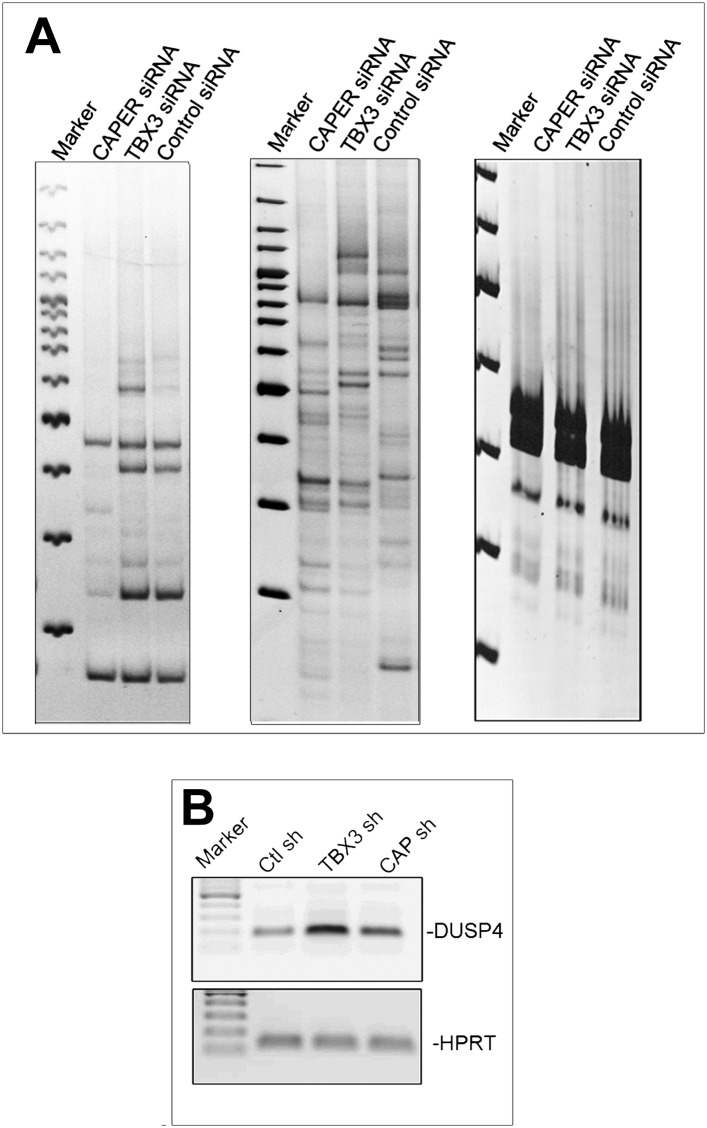 Figure 4—figure supplement 1.