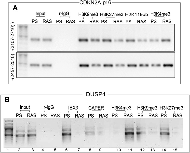 Figure 7—figure supplement 1.