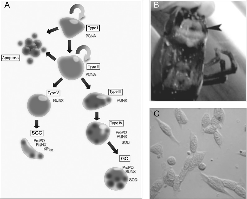 Fig. 1