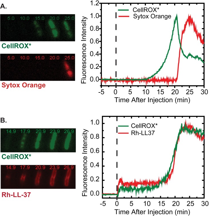 Fig 4