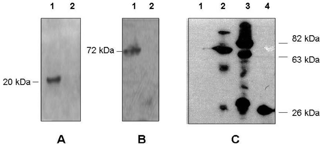 FIG. 6