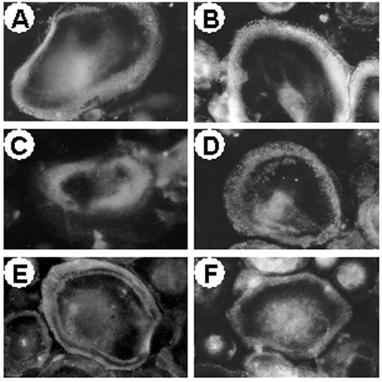 Figure 10.