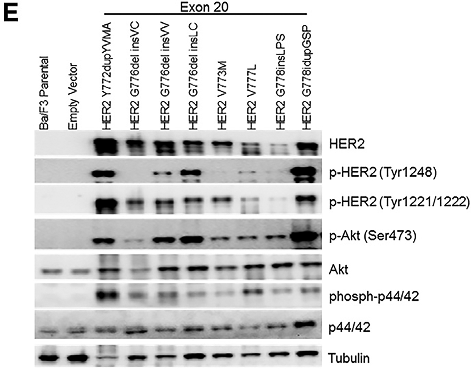 Figure 3E.