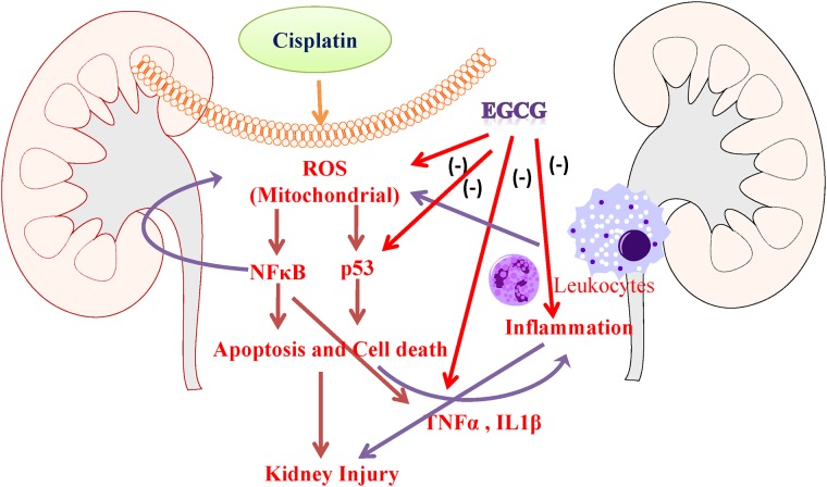 Fig 9