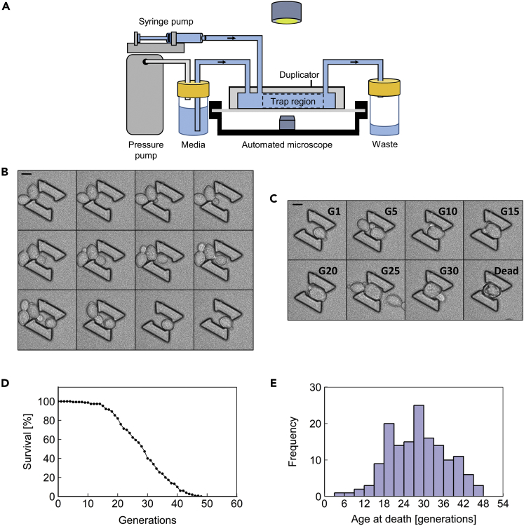 Figure 1