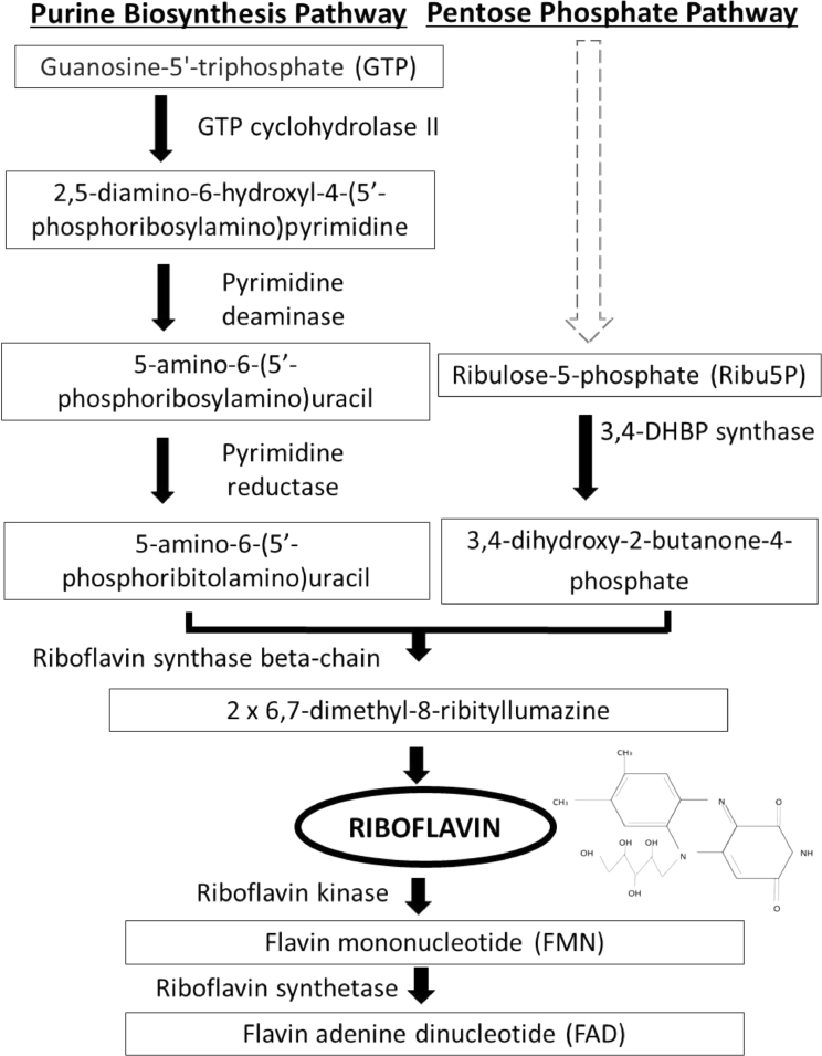 Fig. 2: