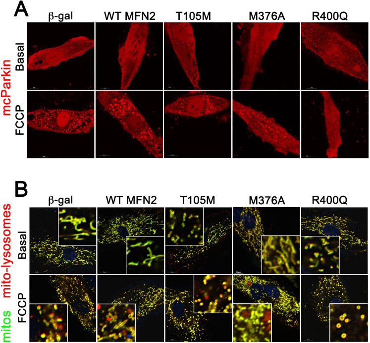 Figure 6—figure supplement 1.