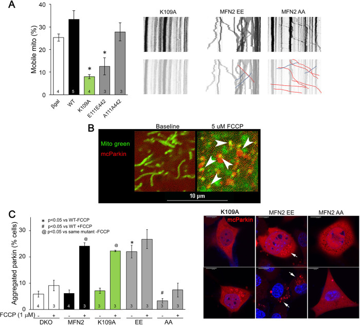 Figure 3—figure supplement 1.