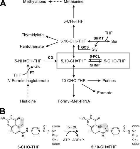 FIGURE 1.