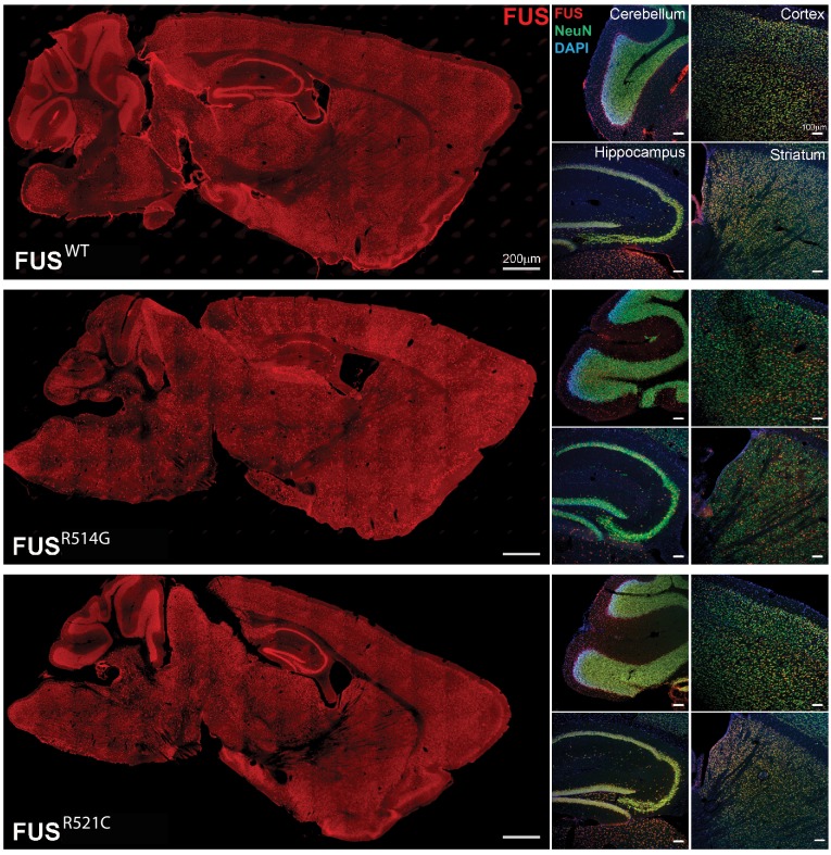 Figure 1—figure supplement 3.