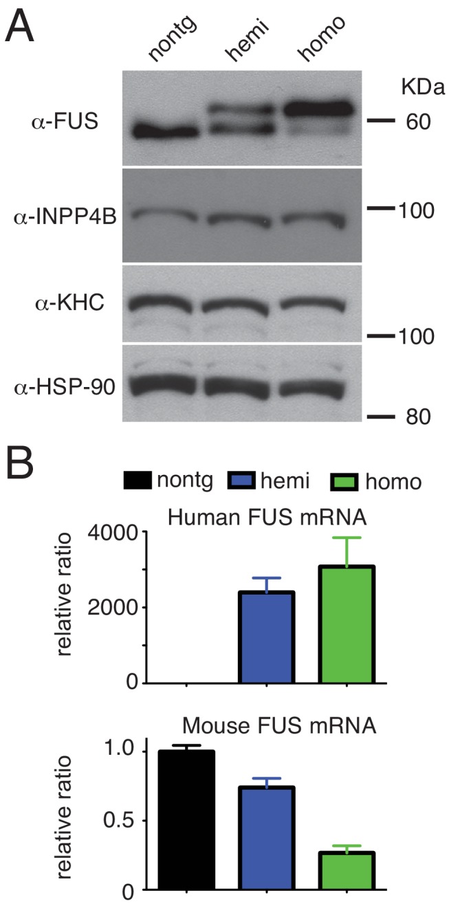 Figure 3—figure supplement 1.