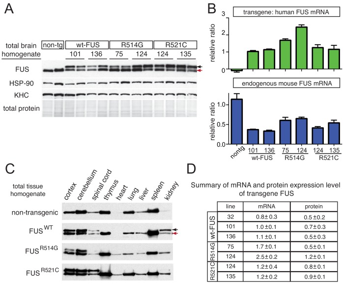 Figure 1—figure supplement 1.