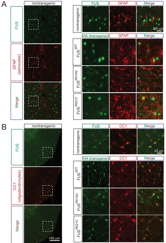 Figure 1—figure supplement 2.