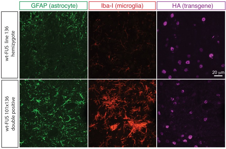 Figure 5—figure supplement 1.