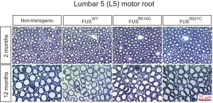 Figure 2—figure supplement 1.