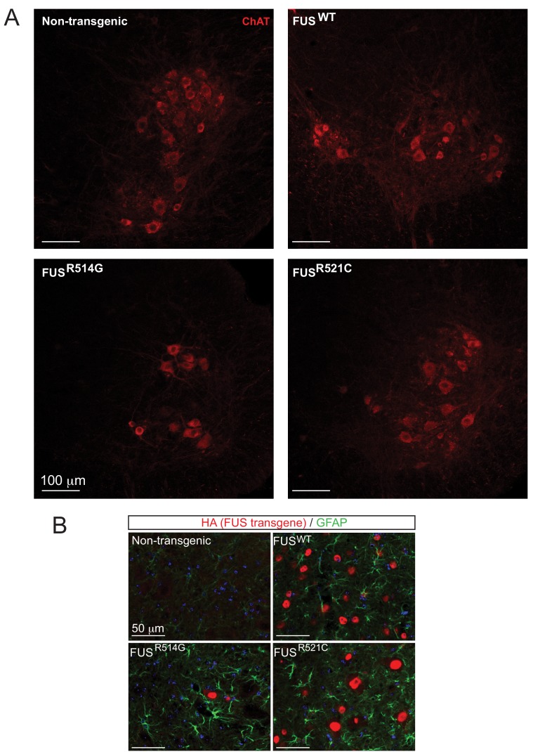 Figure 2—figure supplement 3.