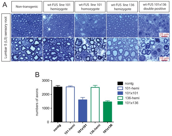 Figure 4—figure supplement 1.