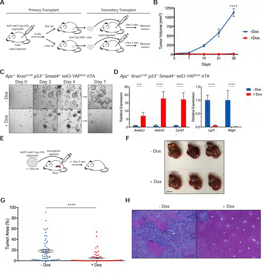 Figure 6: