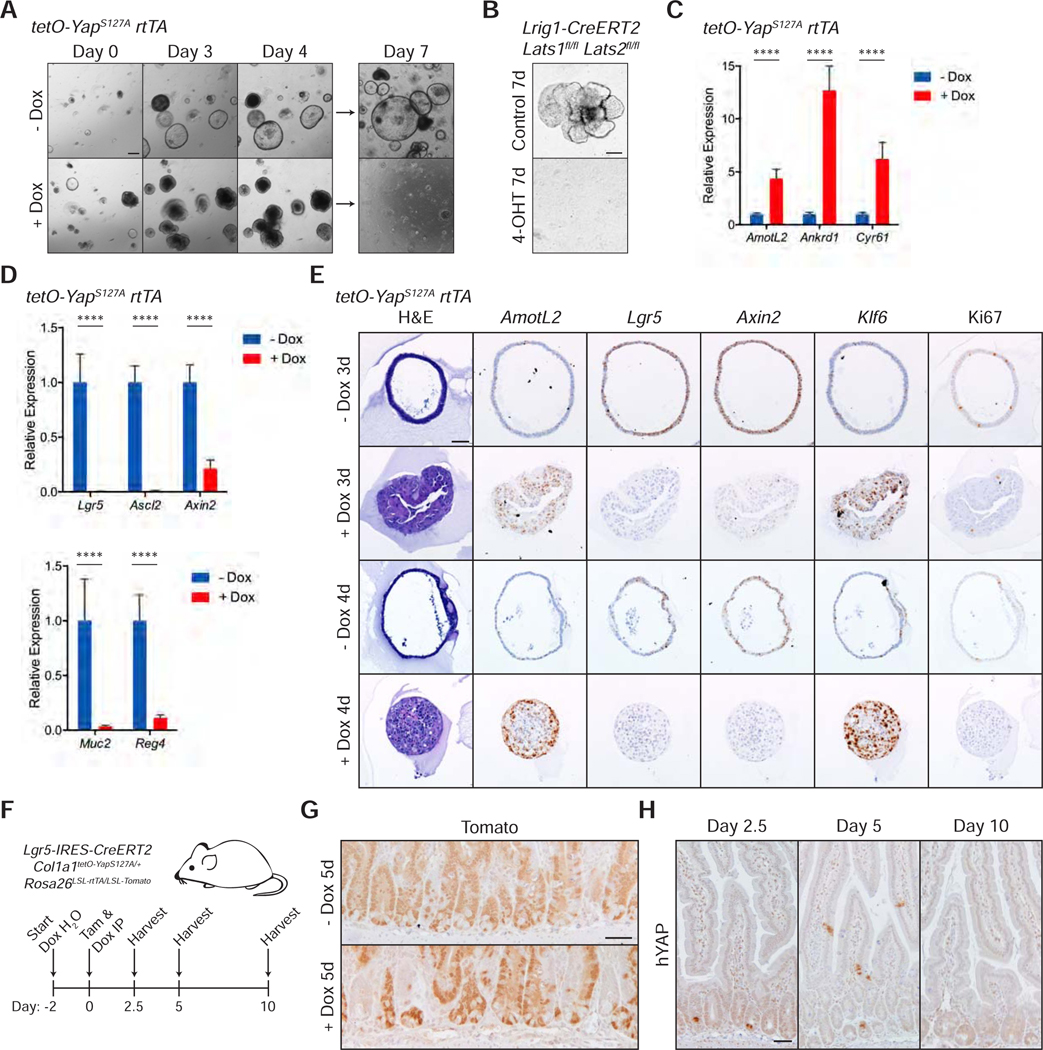 Figure 2: