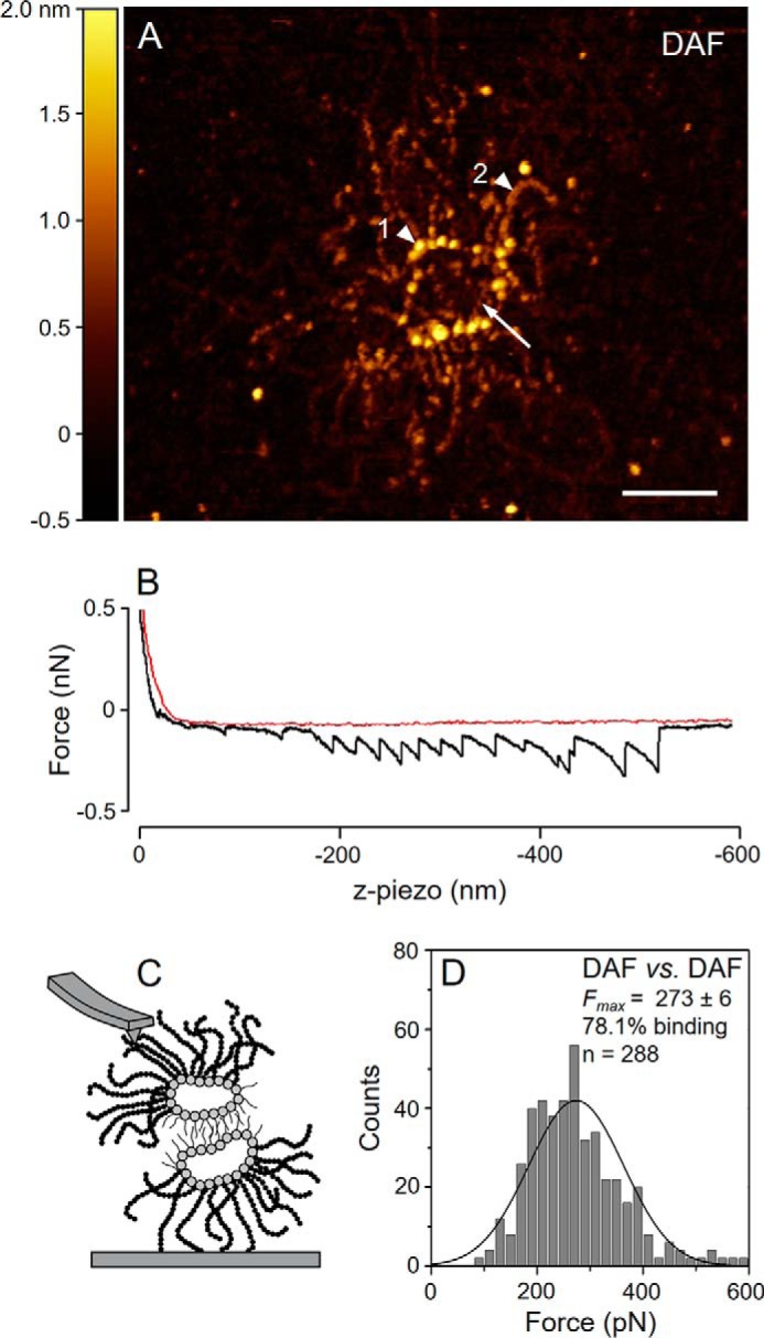 FIGURE 1.