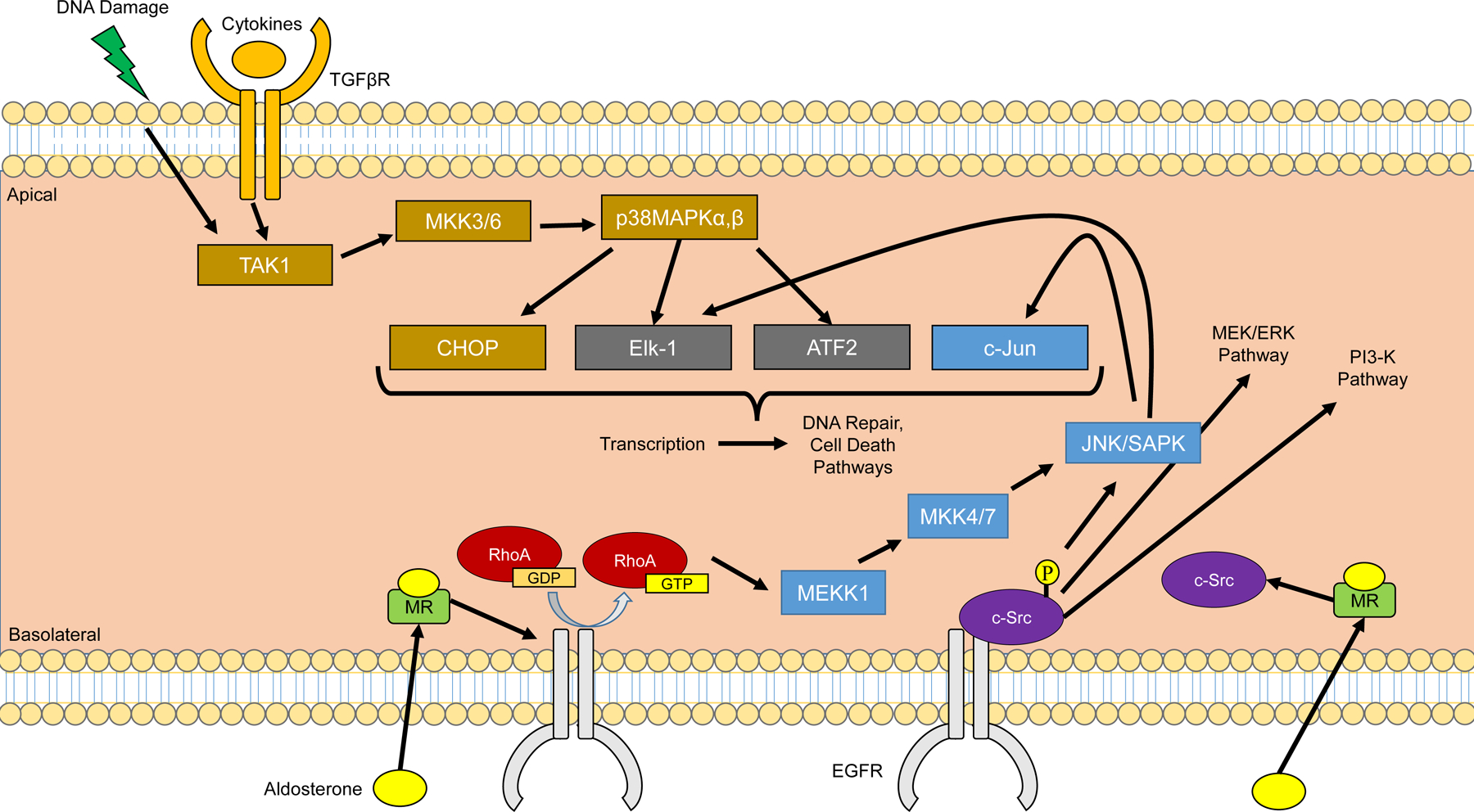 Figure 13: