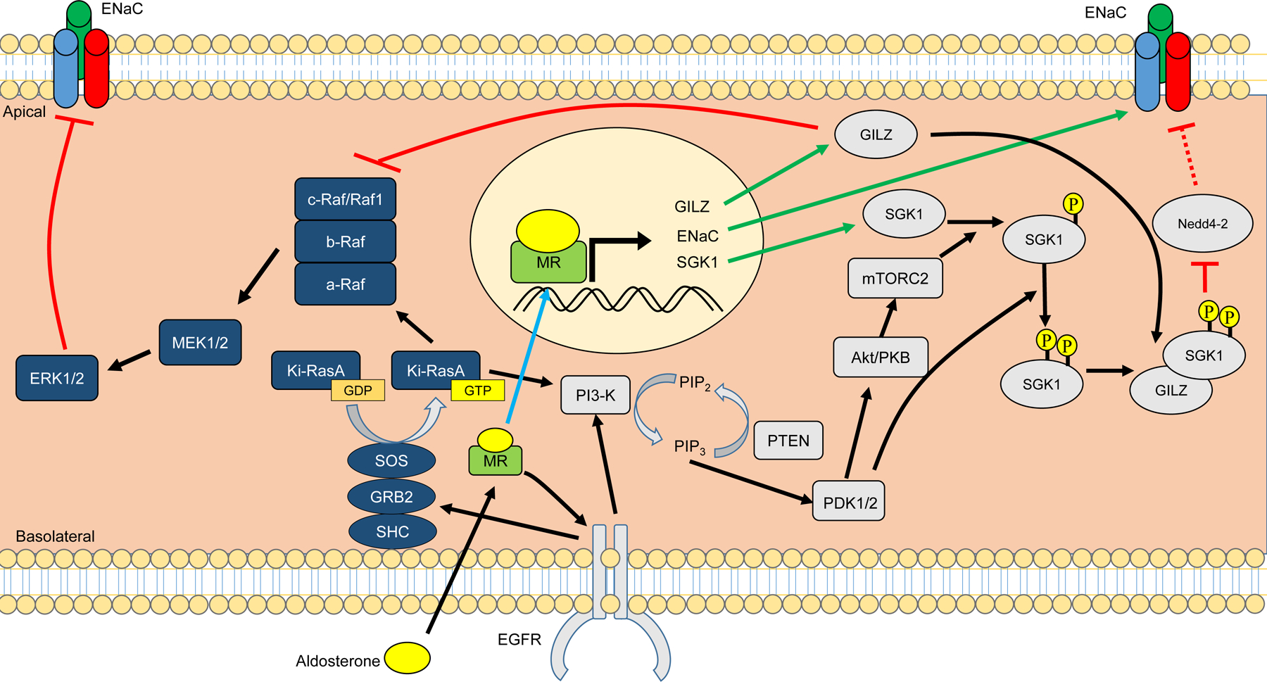 Figure 12: