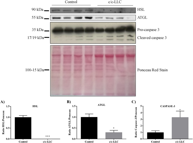 Fig. 3