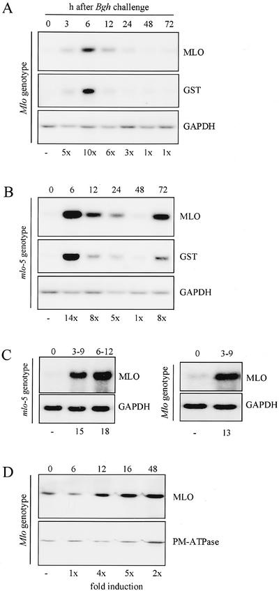 Figure 5