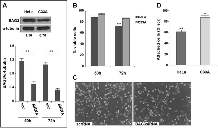 Fig. 1