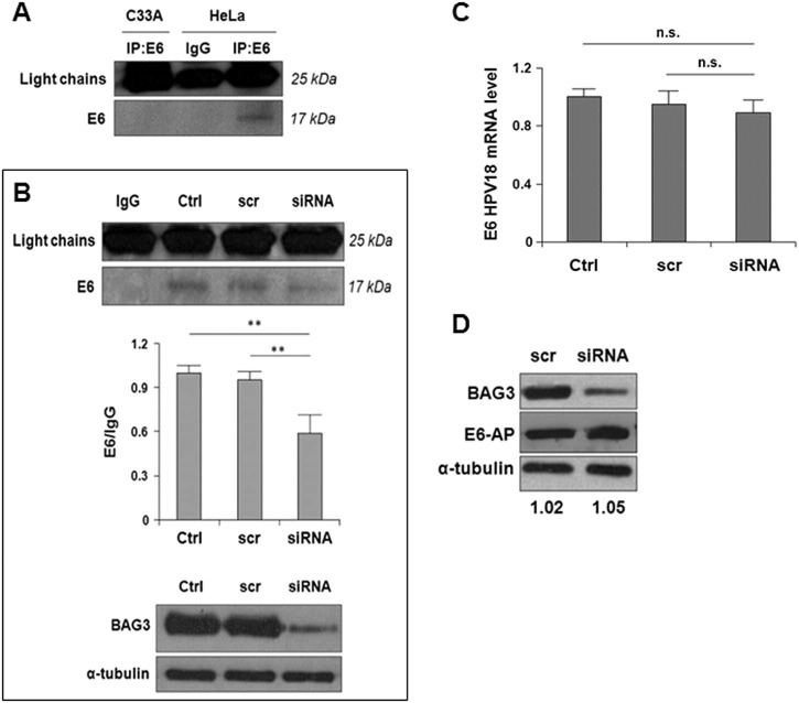 Fig. 6