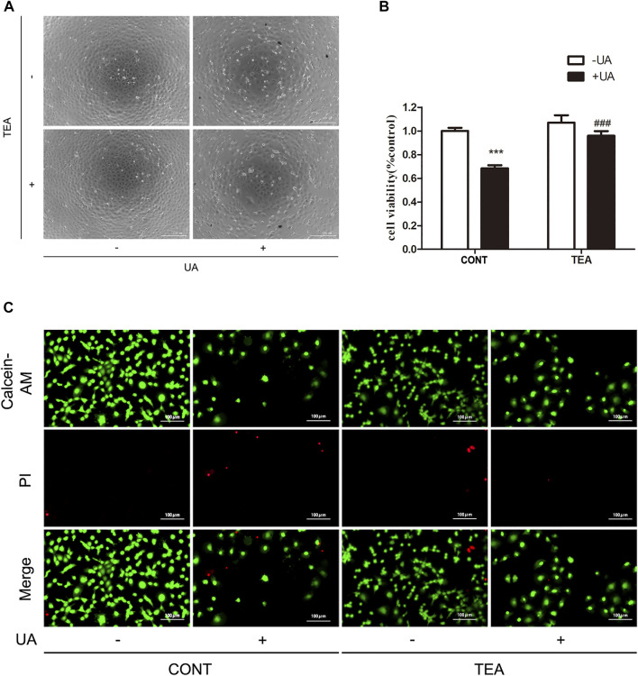 FIGURE 2