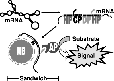 FIG. 1.