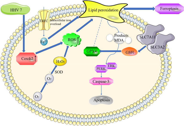 FIGURE 6