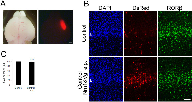 Figure 5—figure supplement 2.