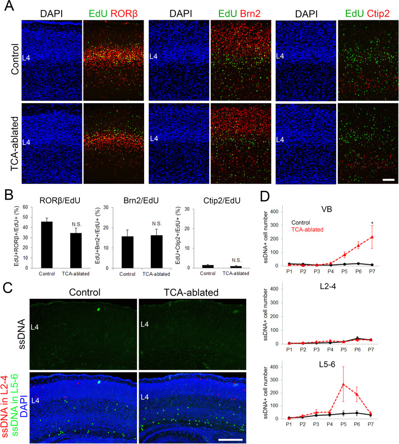 Figure 2—figure supplement 2.